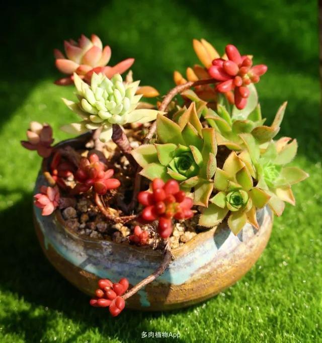 养了三年多肉,终于明白佛系养肉才是王道!