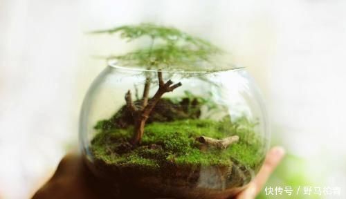 植物|路边挖来的青苔,只需2个步骤,7天长成微景观,比买来的还漂亮