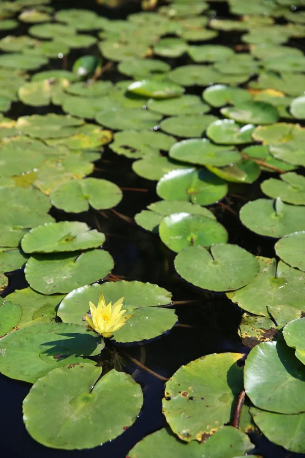 千里光|野趣一日，发现桃花岭的22种秋天