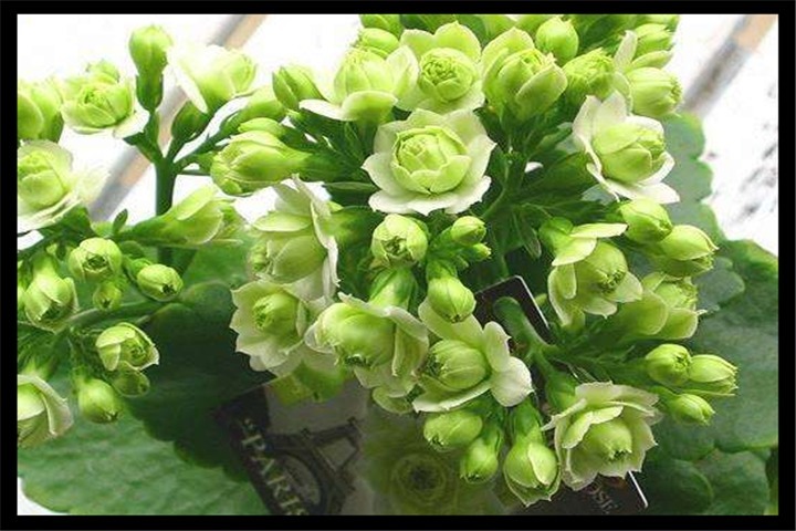 5天浇一次这种”肥水“，长寿花15天冒花芽，一个月开出大花球！