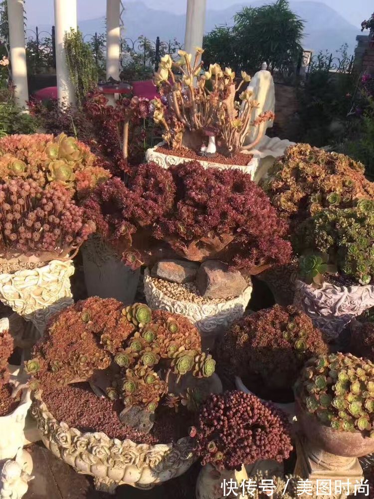 花草|历时一年,在31楼打造300㎡“屋顶花园”,如今美成了仙境