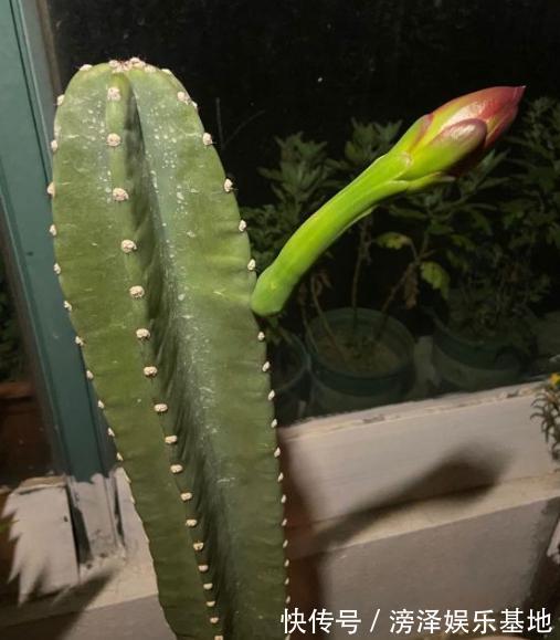 3种丑陋的花,很多人不愿养,可懂花的人都会养,难怪家庭更好了