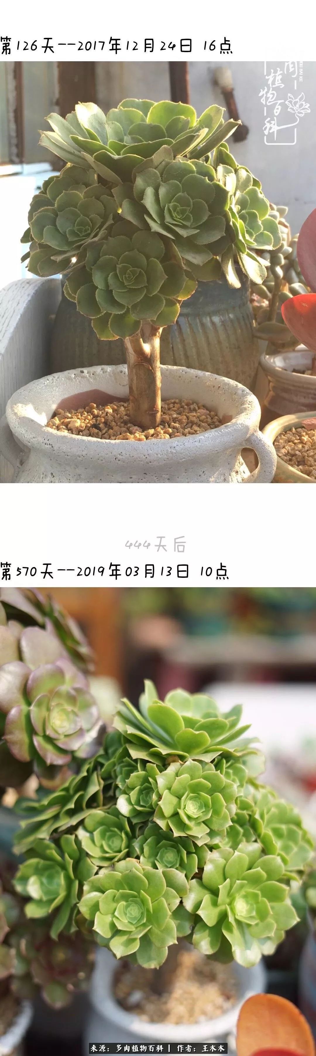 爱上多肉的第三个年头回看励志对比图,感悟岁月静好!