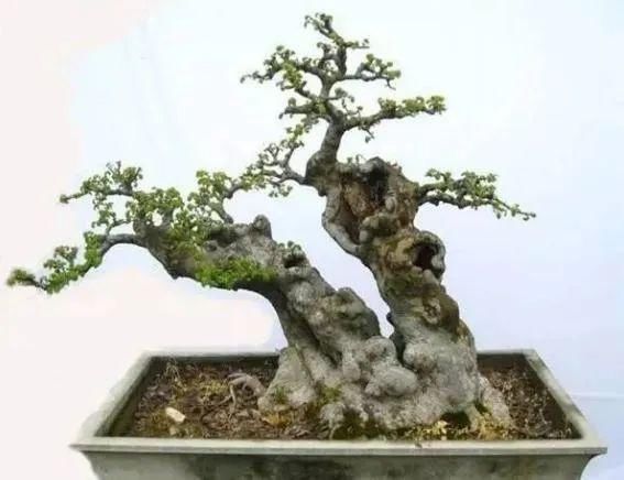 盆景制作技法夏天来到,盆景脱衣换锦,有6种好处