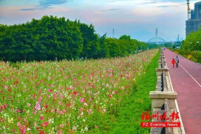 硫华菊|太美了！福州这个公园要刷屏