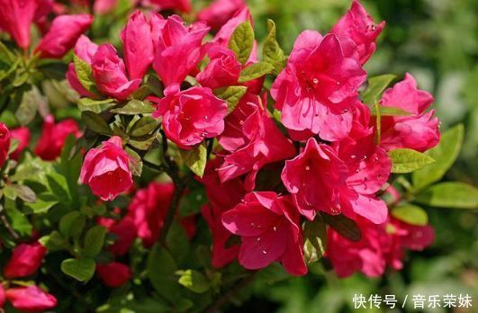 阳台养这几朵花,花开不断,开花幽香暗淡,个个开花漂亮