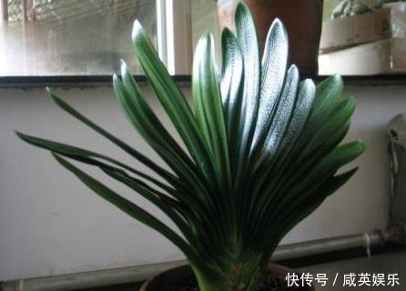 老婆不小心将“它”扔进花盆里，干瘪的君子兰，开花爆盆了