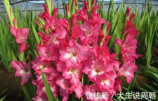 4种花漂亮又好养,一年多次开花,花香四溢,优雅迷人