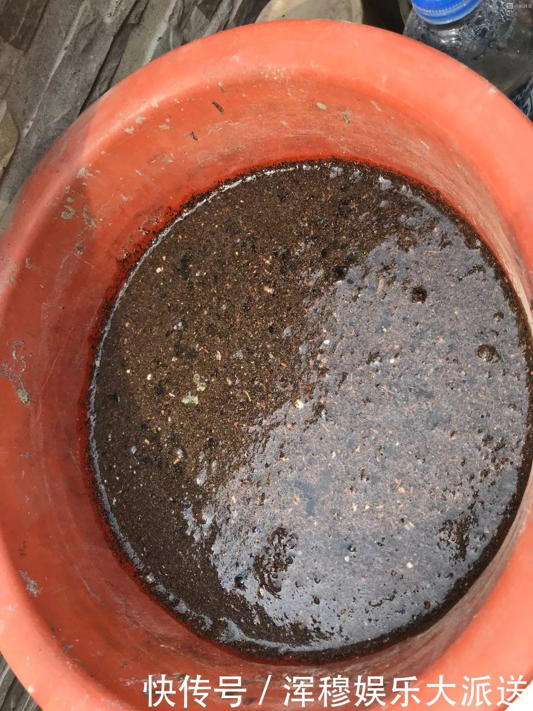 移栽|她在水缸里种荷花,开花比脸还大,满缸都是藕!