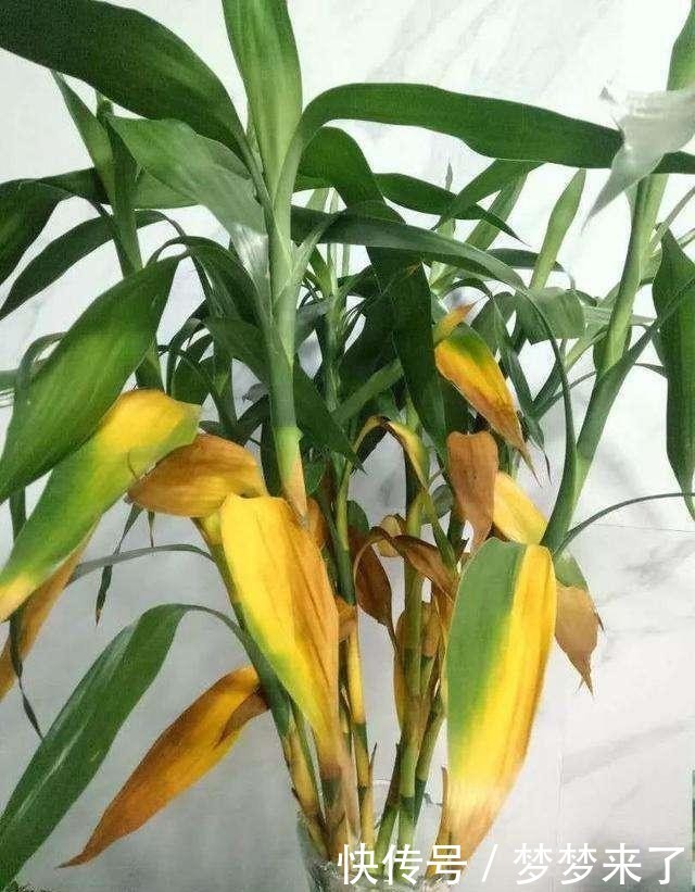 富贵竹黄叶不用急,一天搞定黄叶没问题