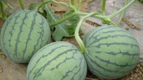 多体|有三种水果少吃,不然吃得多体内水分越重,可惜很多人不重视!