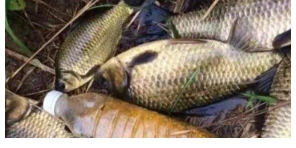 黑鱼|小鱼一闹就火冒三丈，庆幸老司机指点迷津，试过才知百用不厌