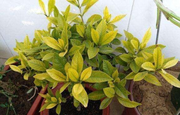 7种漂亮花,都是“醋罐子”,每月喝一碗,黄叶消失,花满枝头