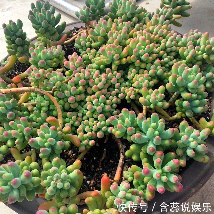 坛子|他用菜坛子种多肉,1分不花,呼呼长成“大米饭”!