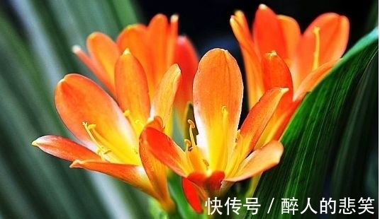 4种花养家里,好养又漂亮,开花多花期长