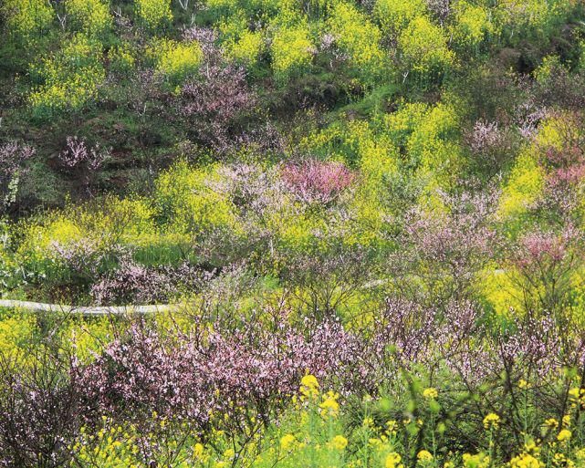 “花动一山春色” ——重庆九龙坡区九凤山赏春花