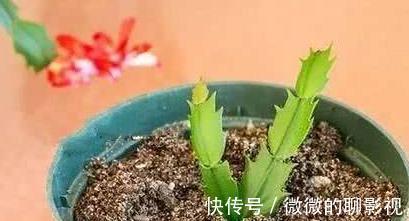 这么给蟹爪兰浇水，蟹爪兰不但没死，还越长越好