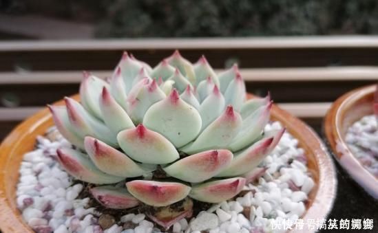 浇水|多肉界的吉娃娃,一浇水就变成大饼脸,真是气死了