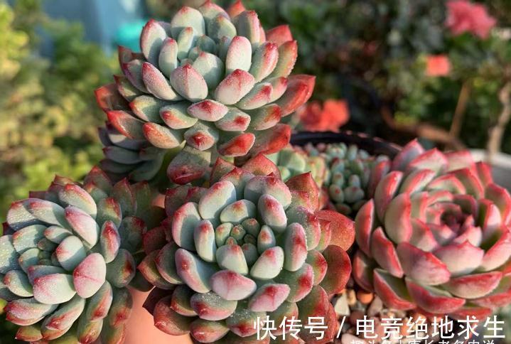 蓝精灵|多肉红蜻蜓和蓝精灵,一个带暗纹,一个平时丑,出状态则“封神”