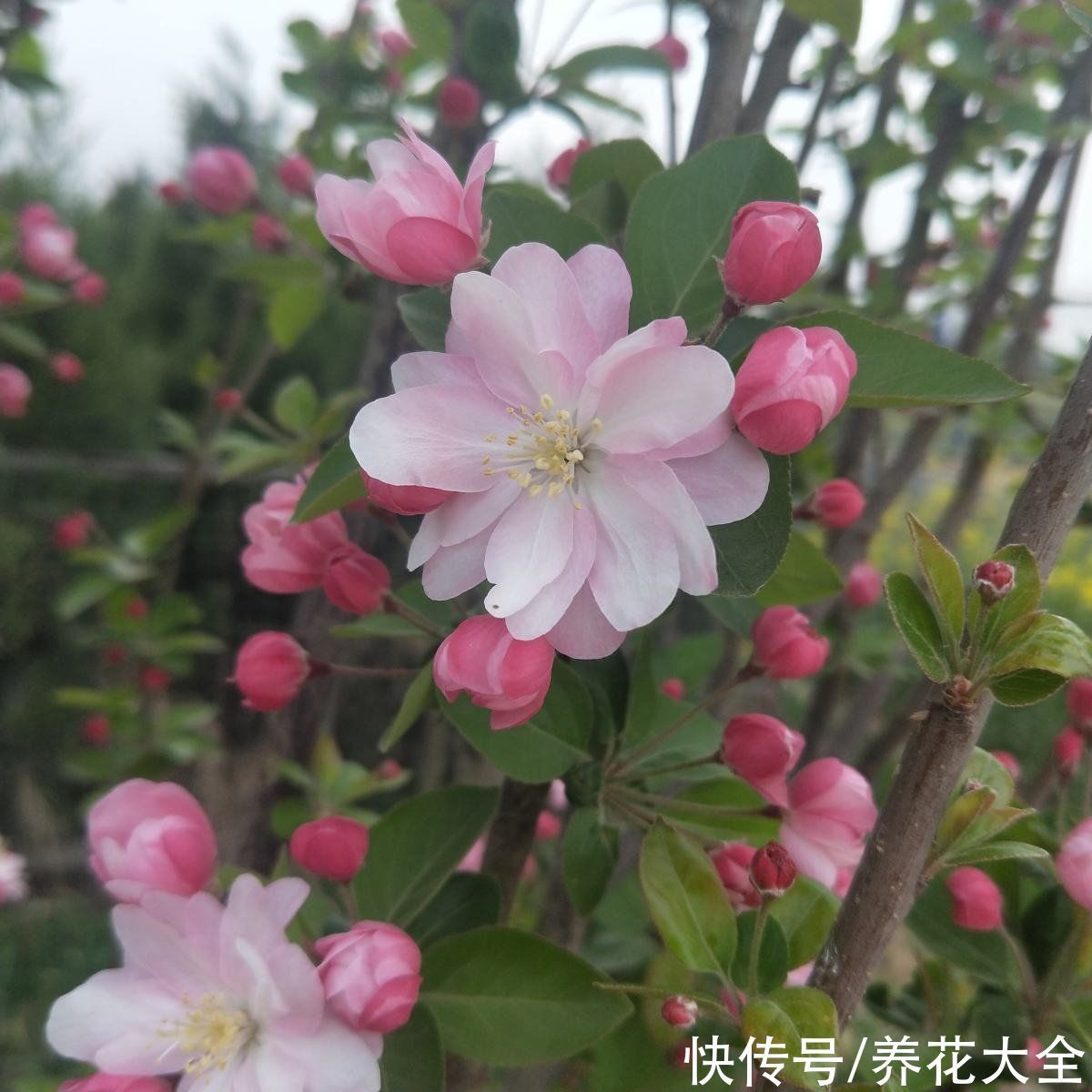 “家有罗汉松，世代不受穷”，家里有庭院，就种这4种“吉祥树”