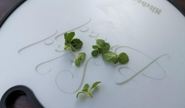 碰碰香|阳台上种了这东西,偶尔掐两片叶子泡个茶,提神醒脑超有用!