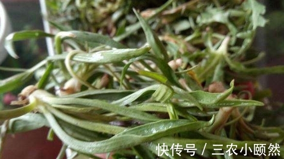 农村|农村一种罕见野菜,老农每天只能找到两三斤,一斤50块