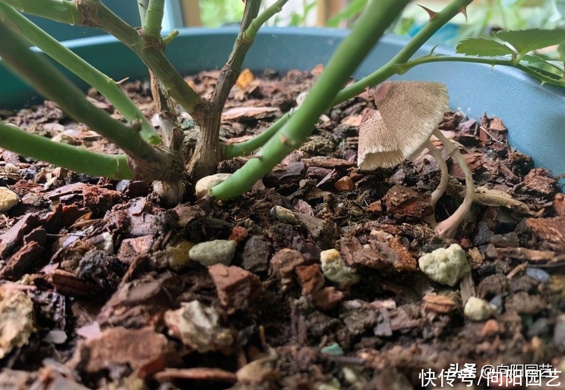 镊子|花盆里长蘑菇了，该咋办？无须担心，用镊子拔掉，避免烂根