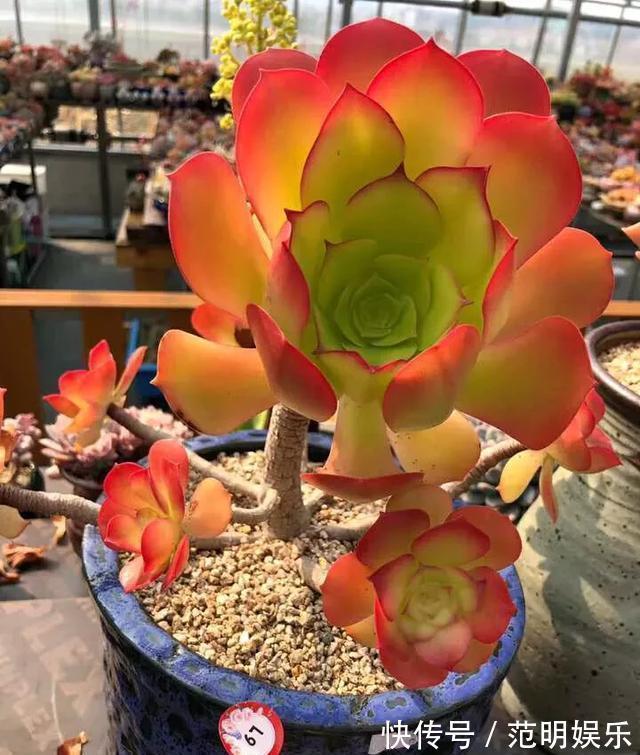 养盆多肉,光长叶子“不长肉”,咔嚓剪一刀,圆了“老桩”梦