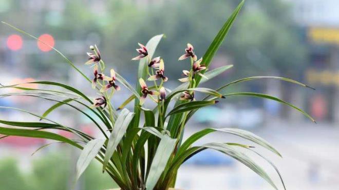 兰花|买到裸根带花的兰花苗,1步操作必须做,不然延缓生长,甚至枯死