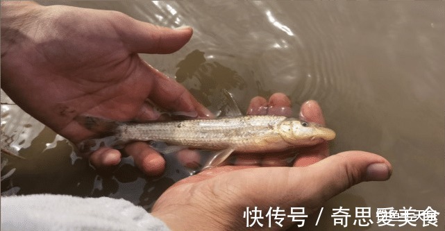 钓友|放生!郑州钓鱼人钓获珍稀“鸽子鱼”,钓友:它们已形成固定种群