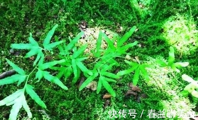宝贝|这植物叫“金沙藤”，整株都是很好的宝贝，对咳嗽还有很大的用处