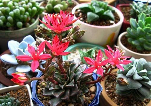 此款冷门多肉，开花鲜艳漂亮，人称“花仙子”，养过的人不多