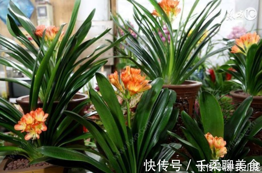 烂根|养君子兰，掌握4个养护“技巧”，根系粗壮，叶子油绿光亮