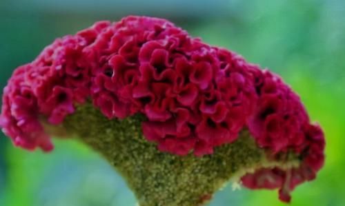 冬季养肝很重要，推荐3种食物，排毒护肝，清热解毒，增强体质