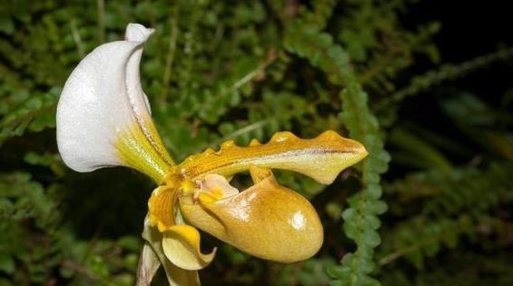 前人传下来的养兰“8字经”,是对养好兰花的经验和总结,赶紧学