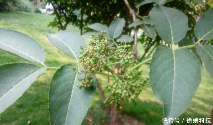 中华本草|此为“接骨木”,专续筋接骨,若你家乡有,请重视