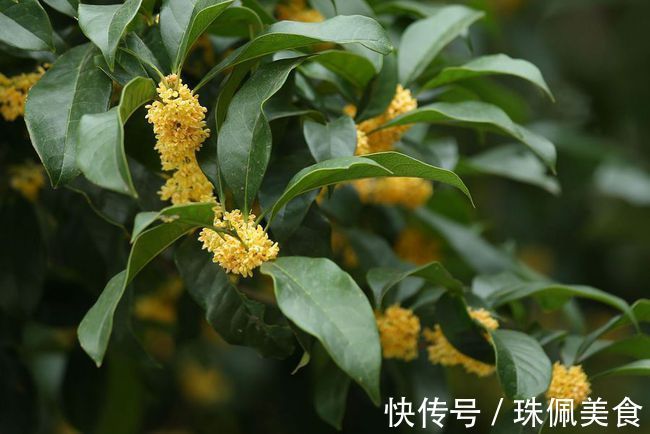 回事|种了3年的桂花都没有开花,是怎么回事?