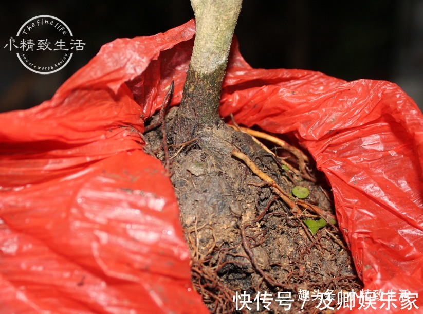 养米兰，2件事很重要，做错了落叶归西，做对了花繁叶茂