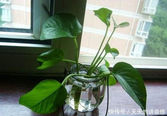 轻松|教你在家水培绿萝,多注意2点细节,枝叶轻松爆满盆,忒美