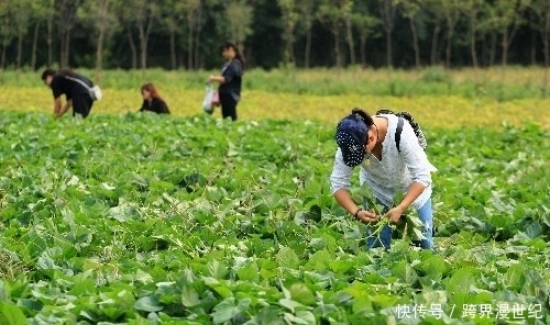 番薯叶|番薯叶和它是天生一对,一周吃一次,给身体做个大扫除,净化血液