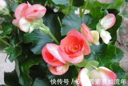 叶片怕水的6种花,浇水最好直接“灌”,不然黄叶、烂心又黑腐