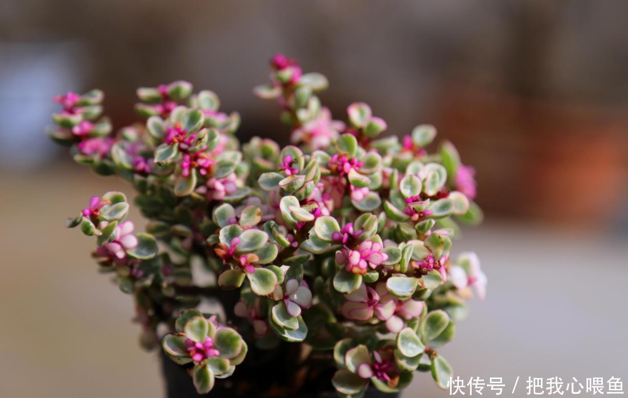 九华|有几种花购买要仔细了，长得很像，新人容易买错