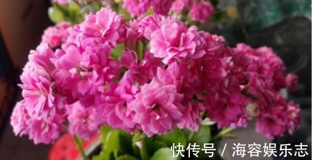 茶水|夏天“牛奶”过期,多做“一步”来浇花,土壤疏松肥沃,养啥都旺