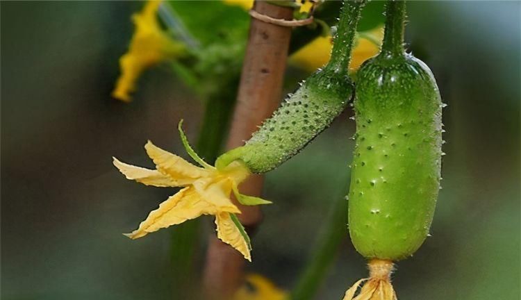 聪明的女性要多吃3种食物，美白肌肤，增强体质，排出体内毒素