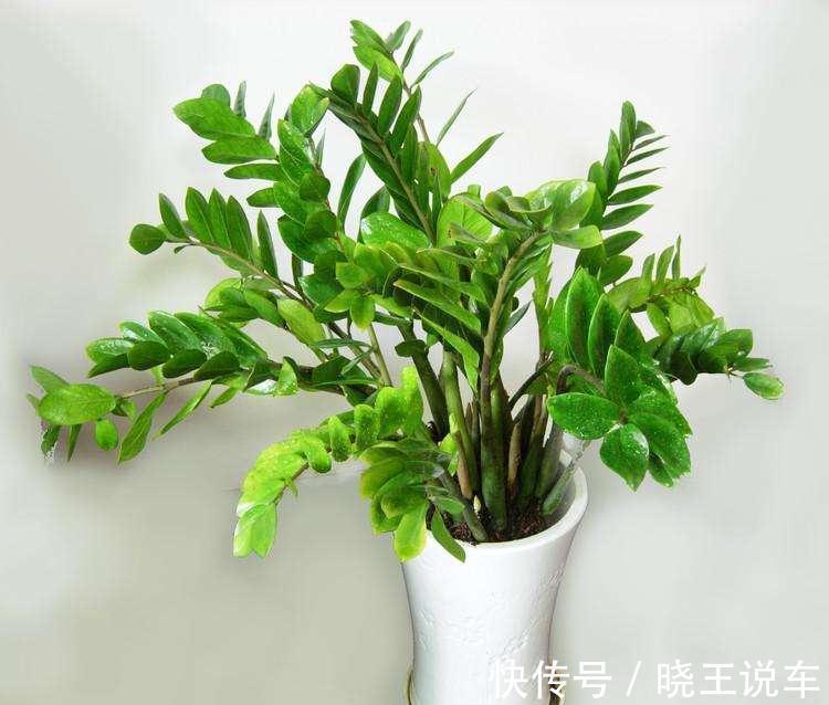 龟背竹|冬天天气干燥,家中摆放这四种盆栽,如同买了一个空气加湿器回来