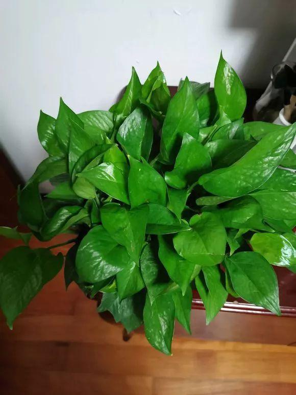 11月前，3种花该换盆了，再冷就迟了，过冬为难！