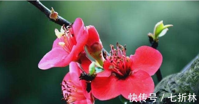 平平平仄仄&诗词欣赏/一剪梅(附悬联并求对)