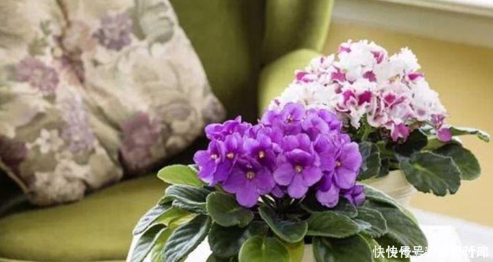 家里就养4种花，耐旱又耐晒，开花红红火火，旺财又旺运