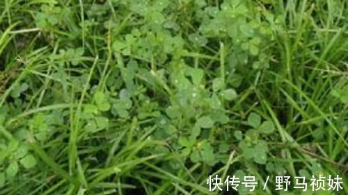 肌肉痉挛|会吃的人最健康,3种食物不错过,排毒养颜,利于长寿