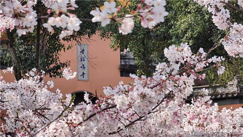 南京和无锡：一样的樱花季，不一样的“成绩单”